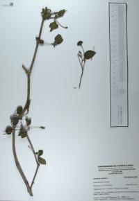 Lantana camara image