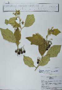 Solanum ferrugineum image