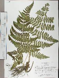 Dryopteris maxonii image