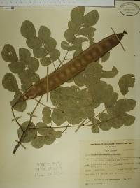 Albizia occidentalis image