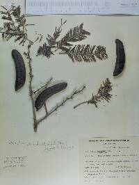 Acacia pennatula image