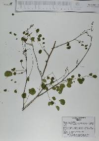 Mimosa rosei image