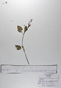 Commicarpus scandens image