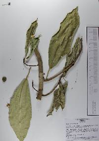 Ficus insipida image