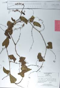 Antigonon leptopus image