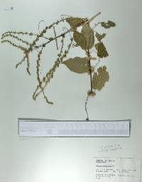 Gouania stipularis image
