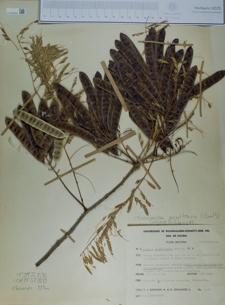 Acacia acatlensis image