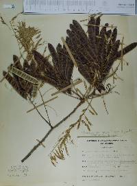 Acacia acatlensis image