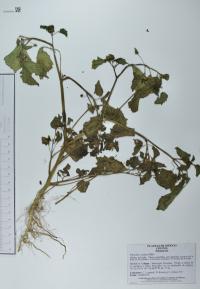 Physalis cordata image