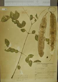 Albizia occidentalis image