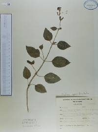 Cuphea appendiculata image