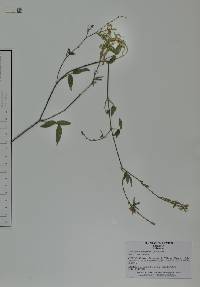 Desmodium scorpiurus image