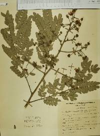 Albizia tomentosa image