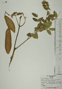 Caesalpinia platyloba image