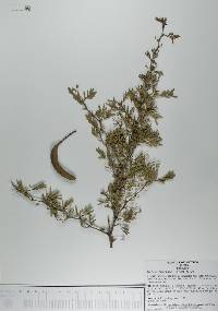 Vachellia farnesiana image