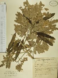 Albizia occidentalis image