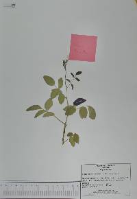 Clitoria ternatea image