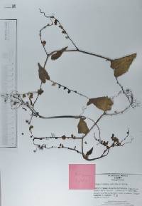 Antigonon leptopus image