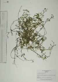 Aeschynomene americana image