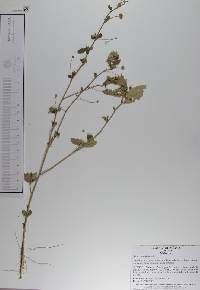 Sida rhombifolia image
