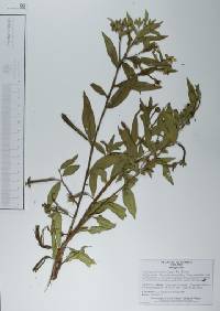 Ludwigia octovalvis image