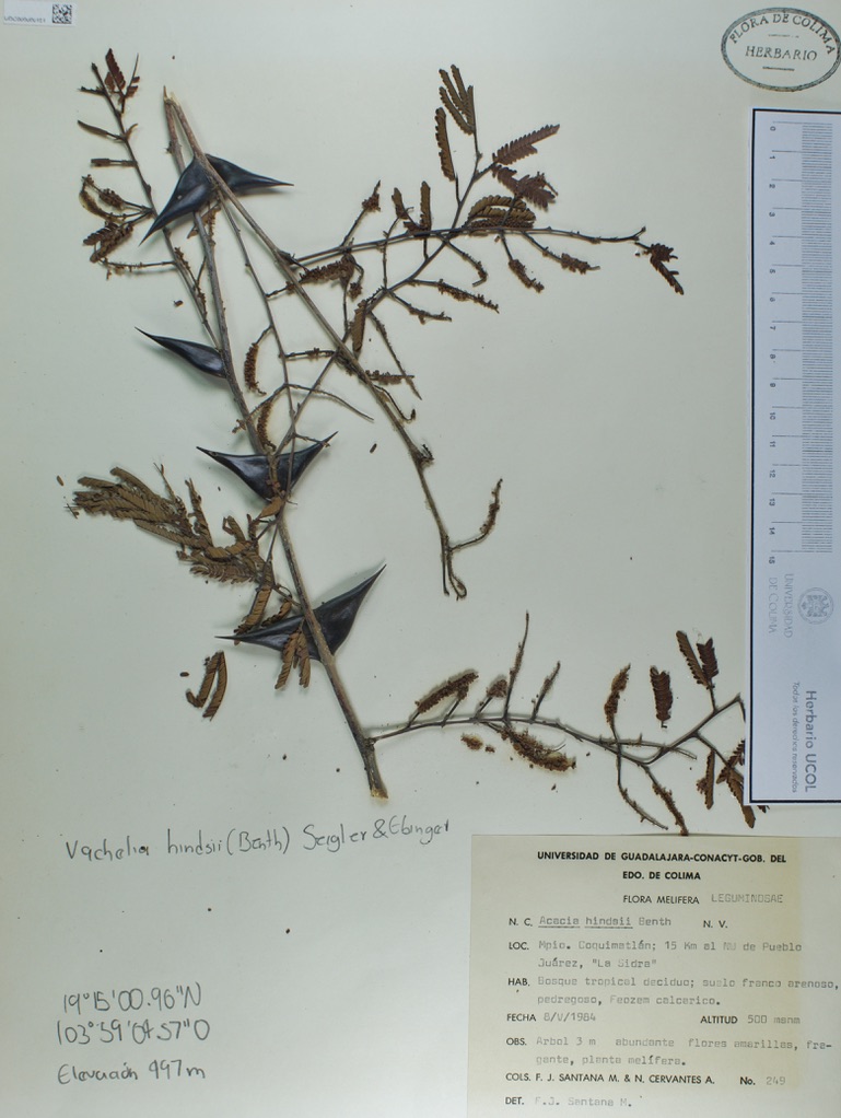 Acacia hindsii image