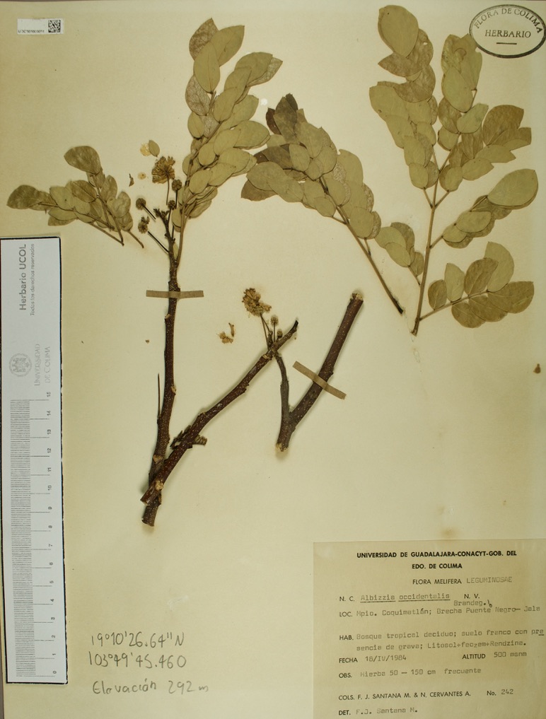 Albizia occidentalis image