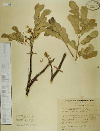 Albizia occidentalis image