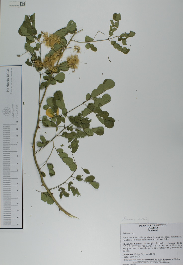 Mimosa rosei image