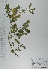 Mimosa rosei image