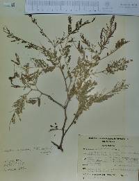 Vachellia campechiana image