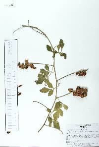 Paullinia fuscescens image
