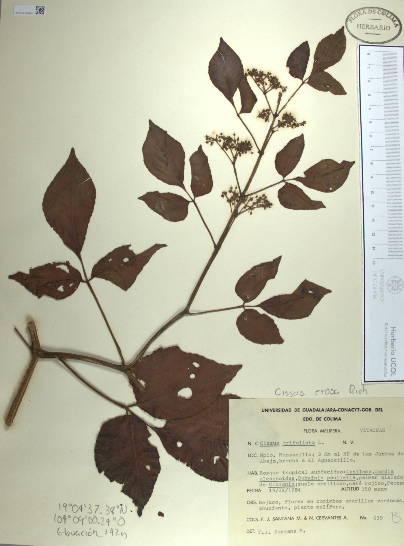 Cissus erosa image