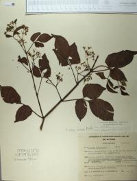 Cissus erosa image