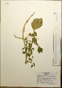 Amaranthus palmeri image