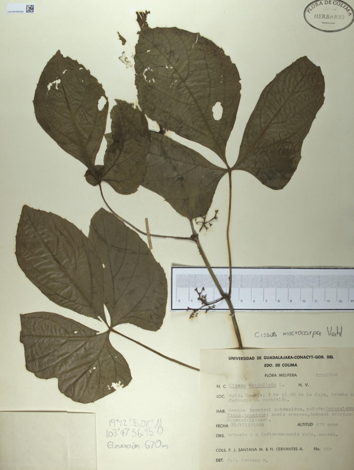 Cissus microcarpa image