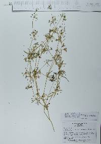 Galium mexicanum image