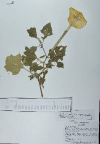 Datura discolor image