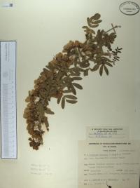 Guaiacum coulteri image