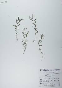 Oldenlandia lancifolia image
