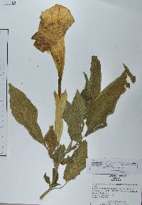 Datura discolor image