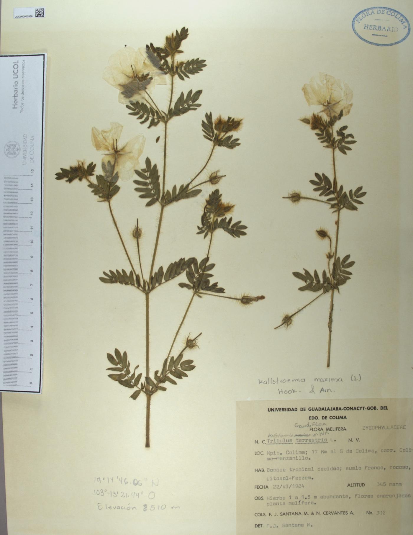 Kallstroemia maxima image