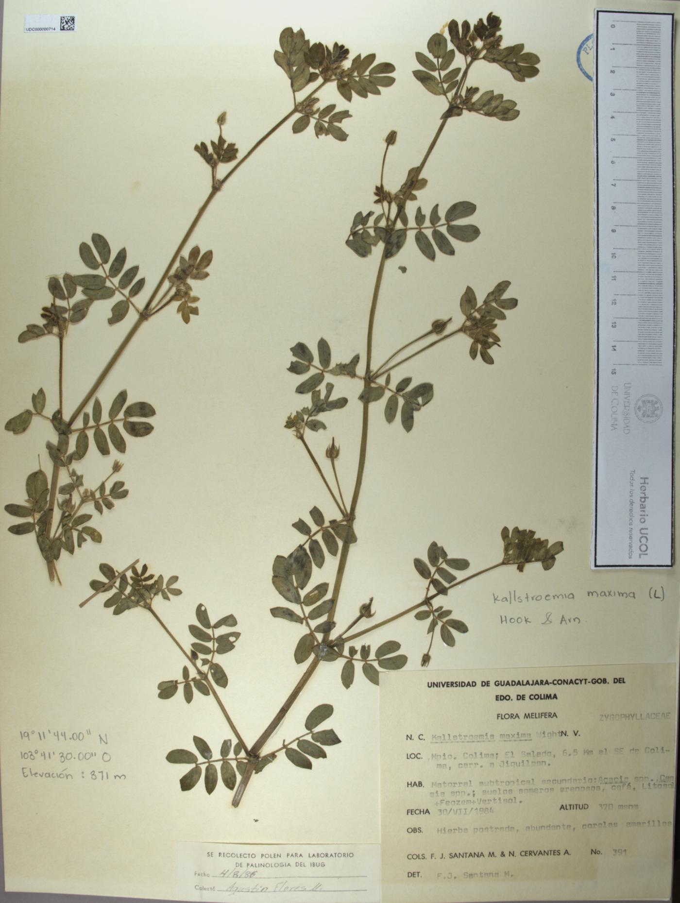 Kallstroemia maxima image