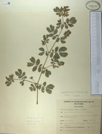 Kallstroemia maxima image