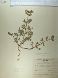 Kallstroemia maxima image