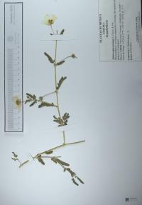 Kallstroemia maxima image