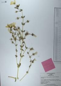 Kallstroemia maxima image