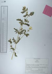 Kallstroemia maxima image