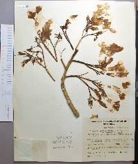 Tabebuia donnell-smithii image