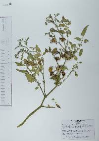 Solanum lycopersicum image